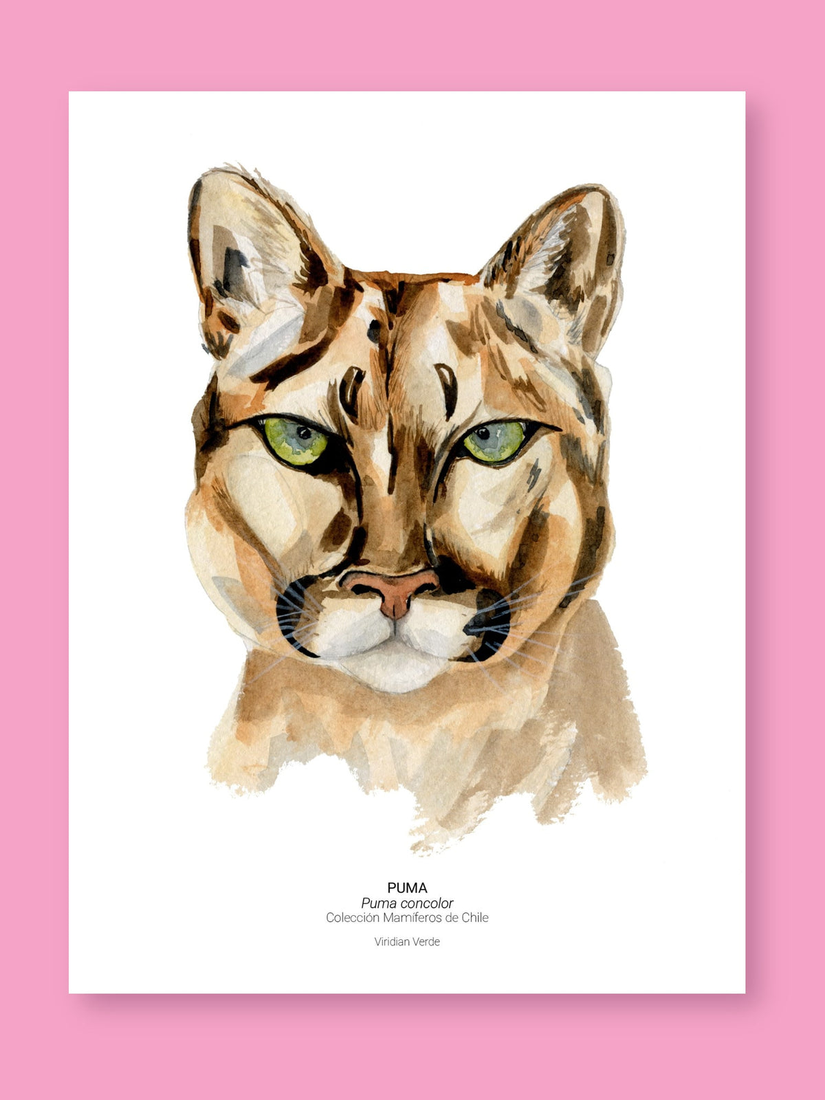 Puma - Fine Art Print