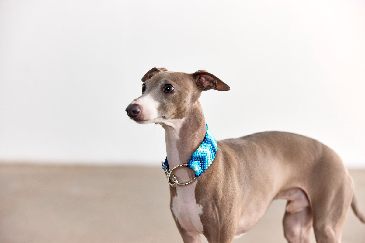 COLLAR AZUL S
