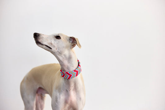 COLLAR ROSADO TEO S
