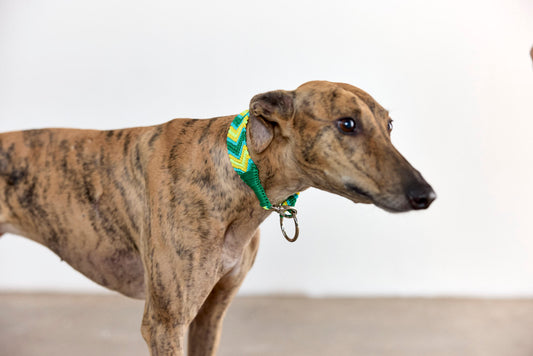 COLLAR VERDE TEO S